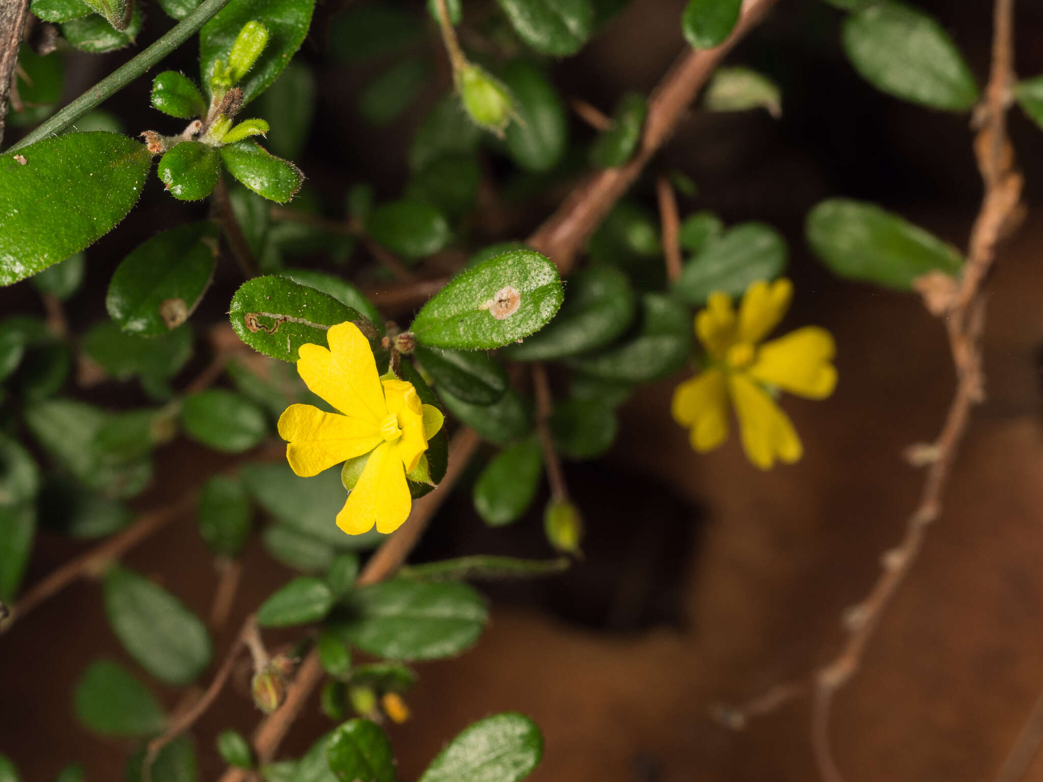 Plancia ëd Hibbertia aspera DC.