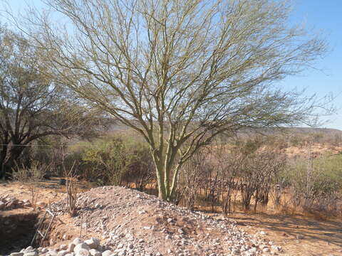 Image of Parkinsonia × sonorae