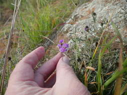 Image of <i>Glycine rubiginosa</i>