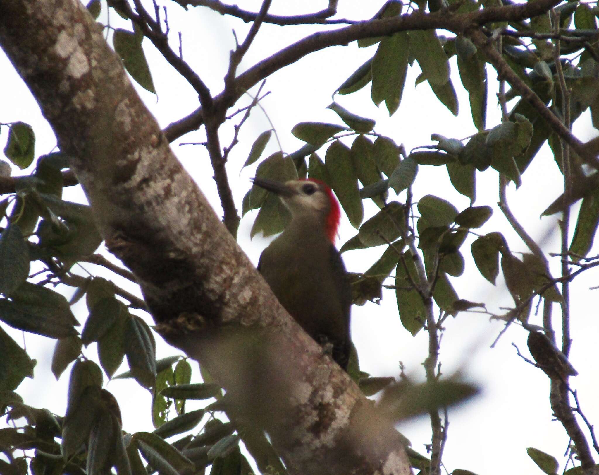 Image of Jamaican Woodpecker