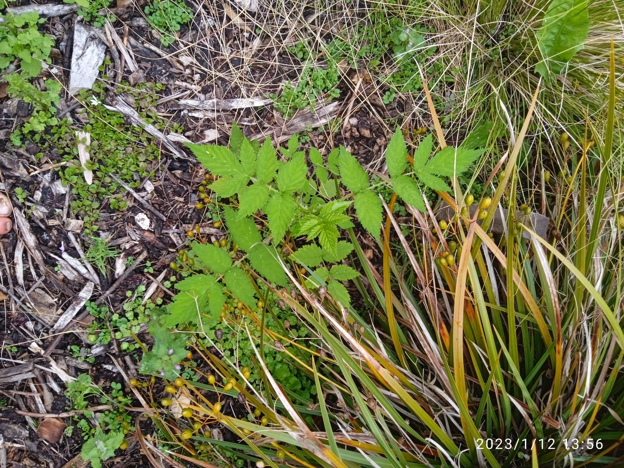 Image de Rubus cockburnianus Hemsl.