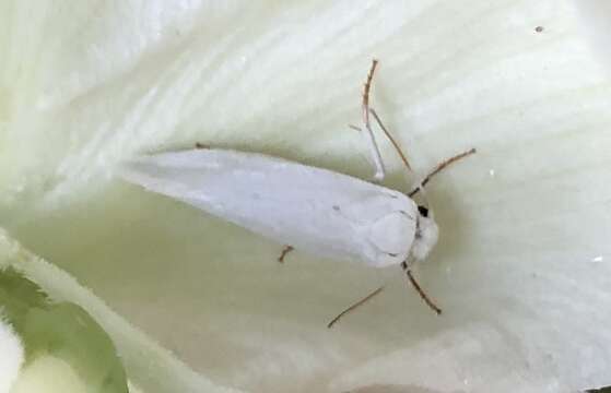 Image of Yucca Moth