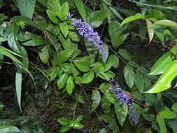 Image of Petrea bracteata Steud.