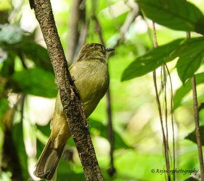 Image of Cachar Bulbul