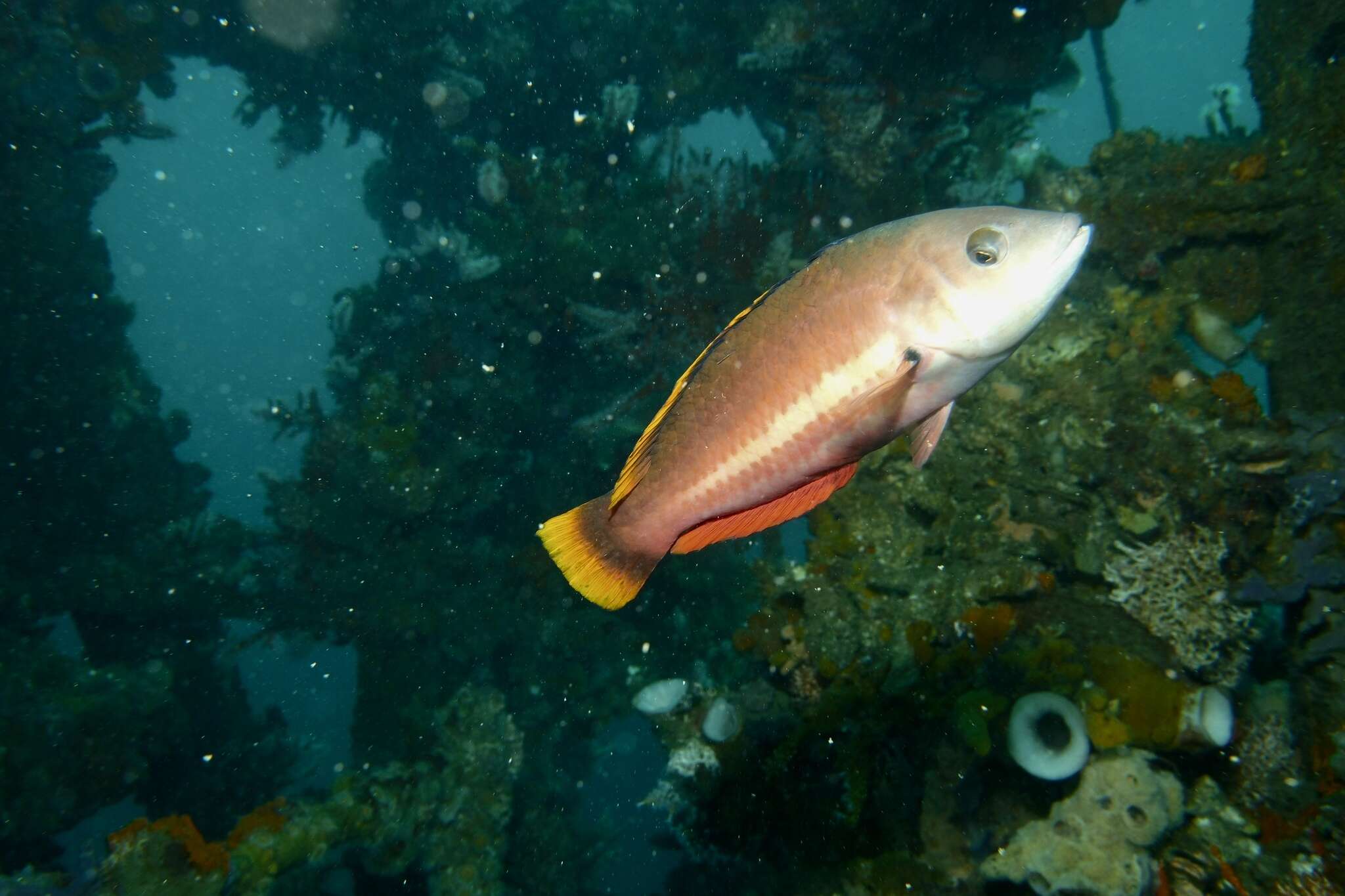 Image of Redband wrasse