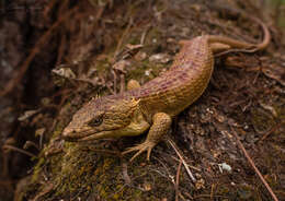 Image of Red-lipped Arboreal Alligator Lizard