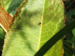 Image of beet flea beetle