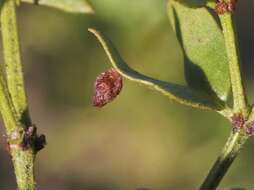 Image de Asphondylia discalis Gagne 1990