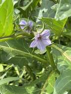 Image of nightshade