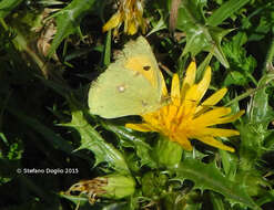 Image of clouded yellow