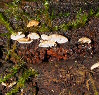 Image of Panellus pusillus (Pers. ex Lév.) Burds. & O. K. Mill. 1975