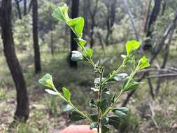 Image de Dodonaea triangularis Lindl.