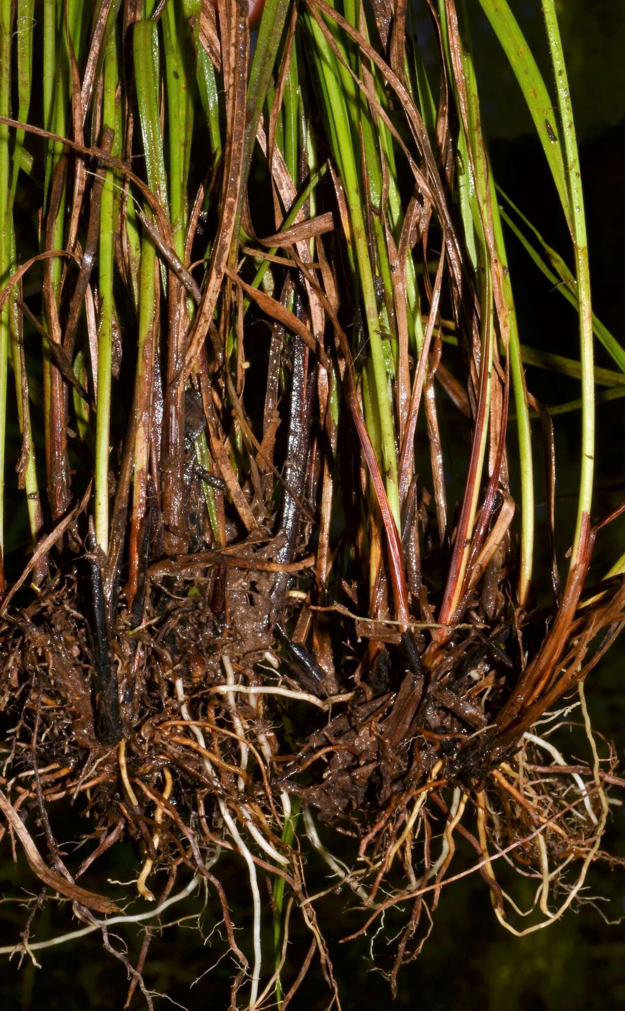 Carex caroliniana Schwein. resmi