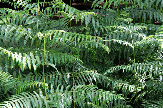 Image of Eastern brakenfern