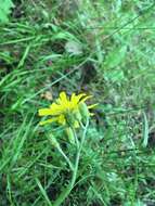 Image of Hieracium murorum subsp. murorum