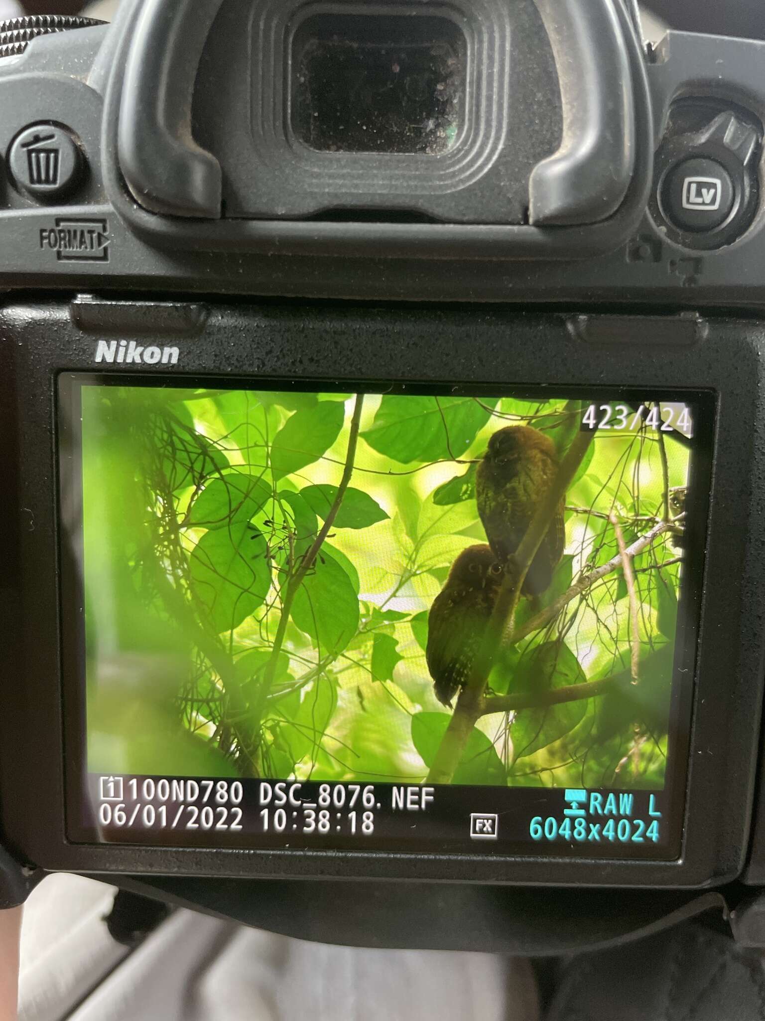 Image of Puerto Rican Owl