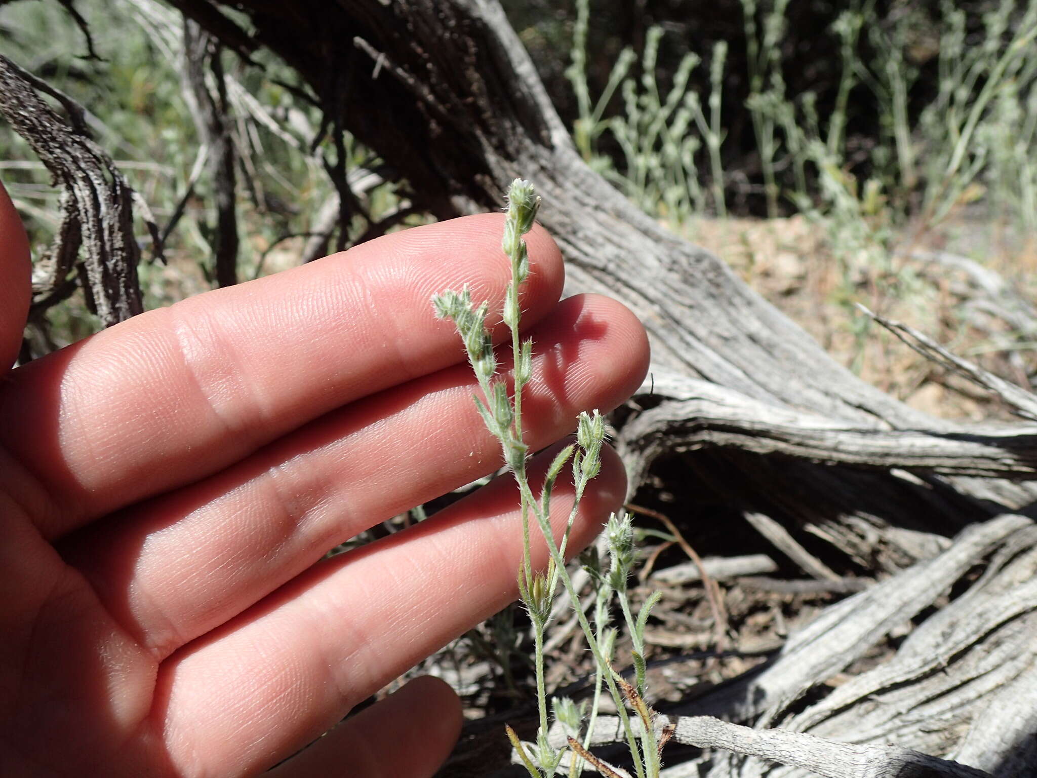 Image of Pinyon Desert cryptantha