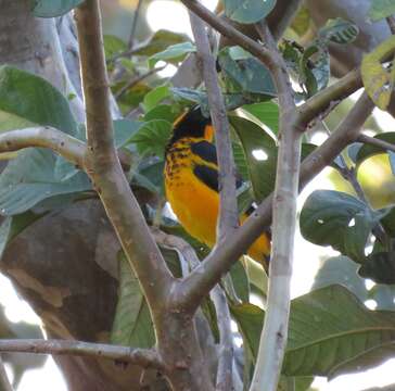 Image of Spot-breasted Oriole