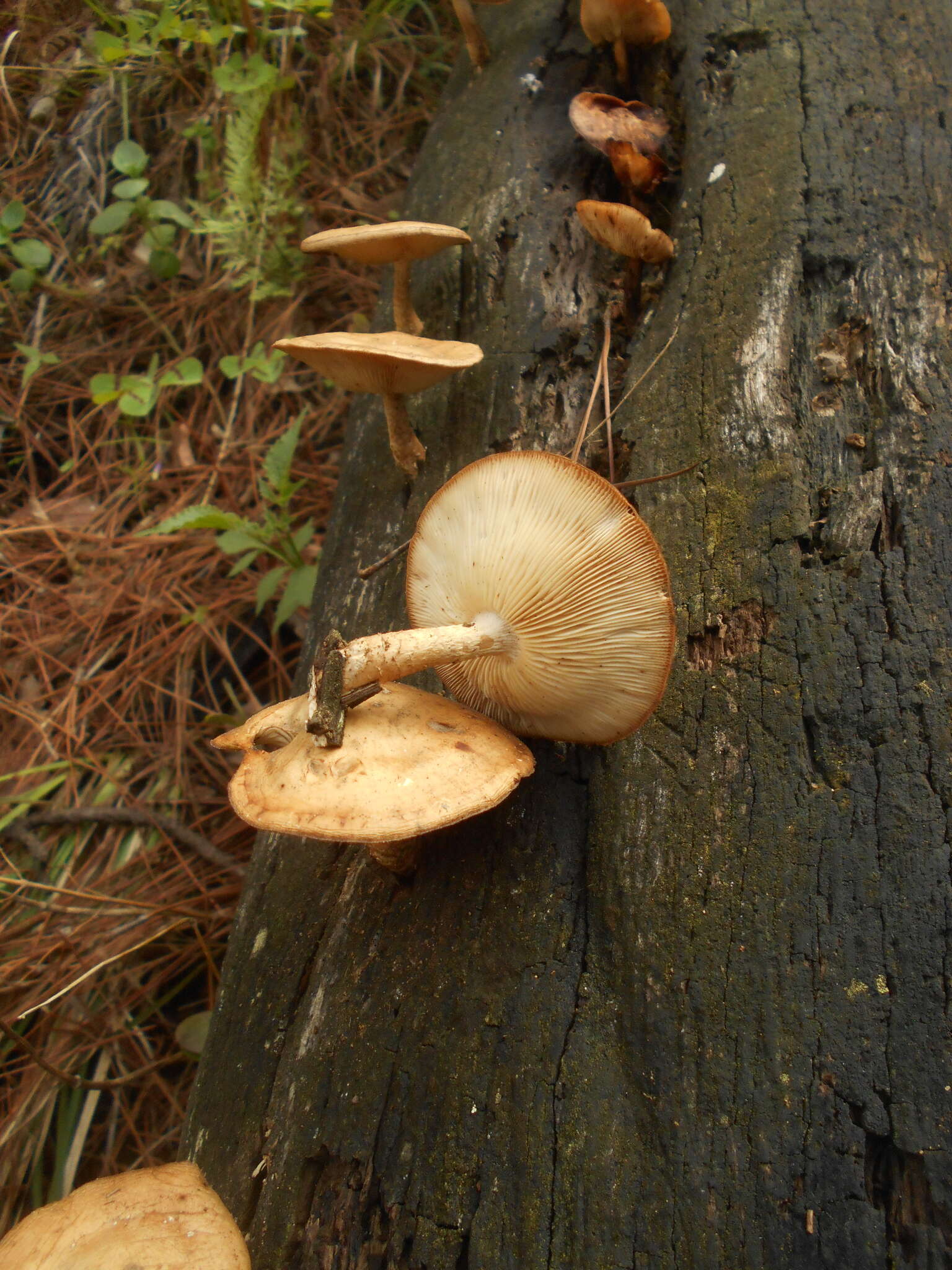 Plancia ëd Lentinula boryana (Berk. & Mont.) Pegler 1976