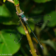 Image of Emerald Spreadwing