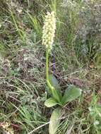 Orchis galilaea (Bornm. & M. Schulze) Schltr. resmi