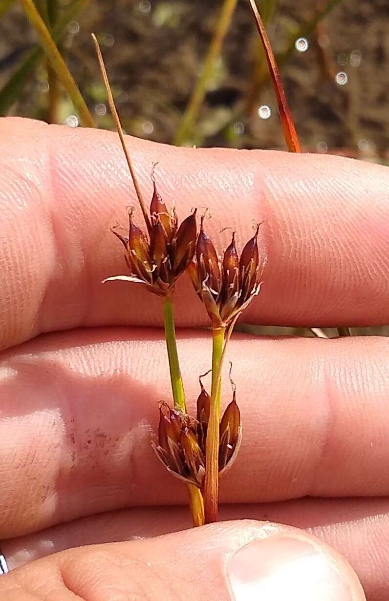 Image de Juncus castaneus subsp. castaneus