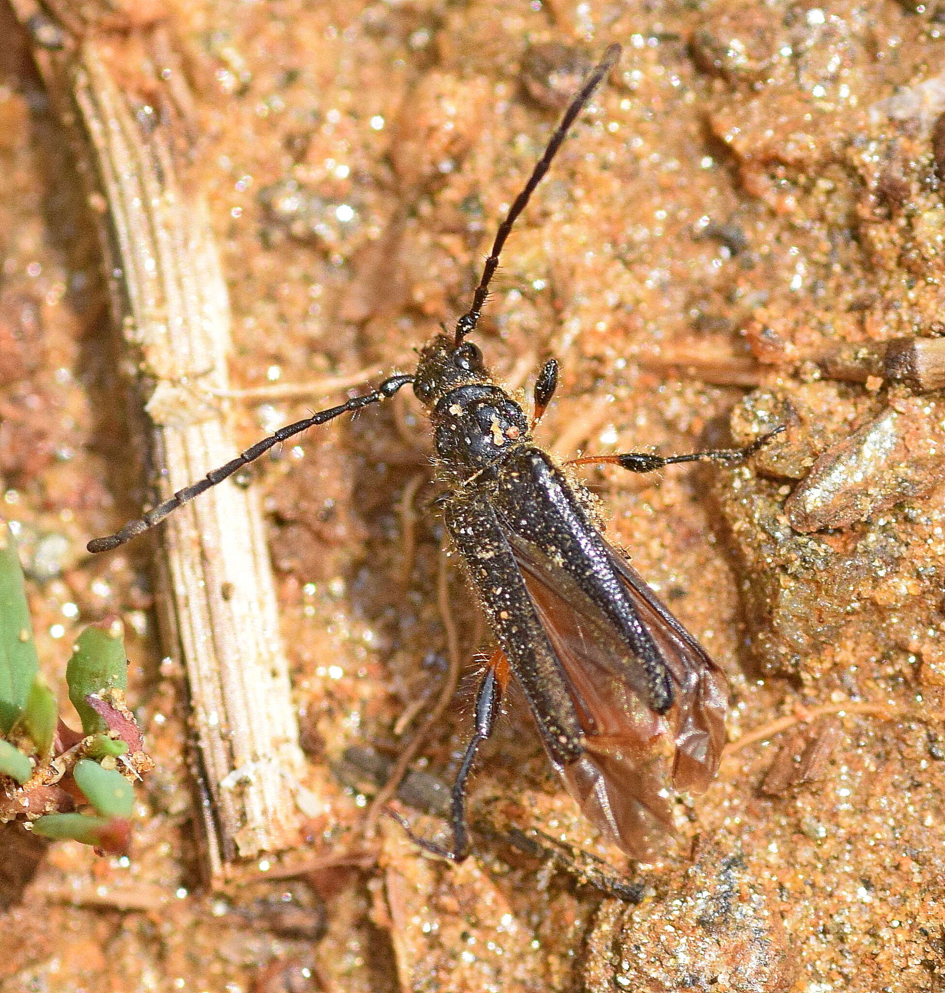 Image of Callimus (Lampropterus) femoratus (Germar 1824)