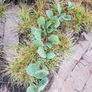 Image of Neorautanenia ficifolia (Benth.) C. A. Sm.