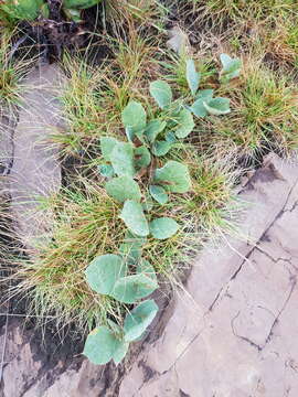 Image of Neorautanenia ficifolia (Benth.) C. A. Sm.