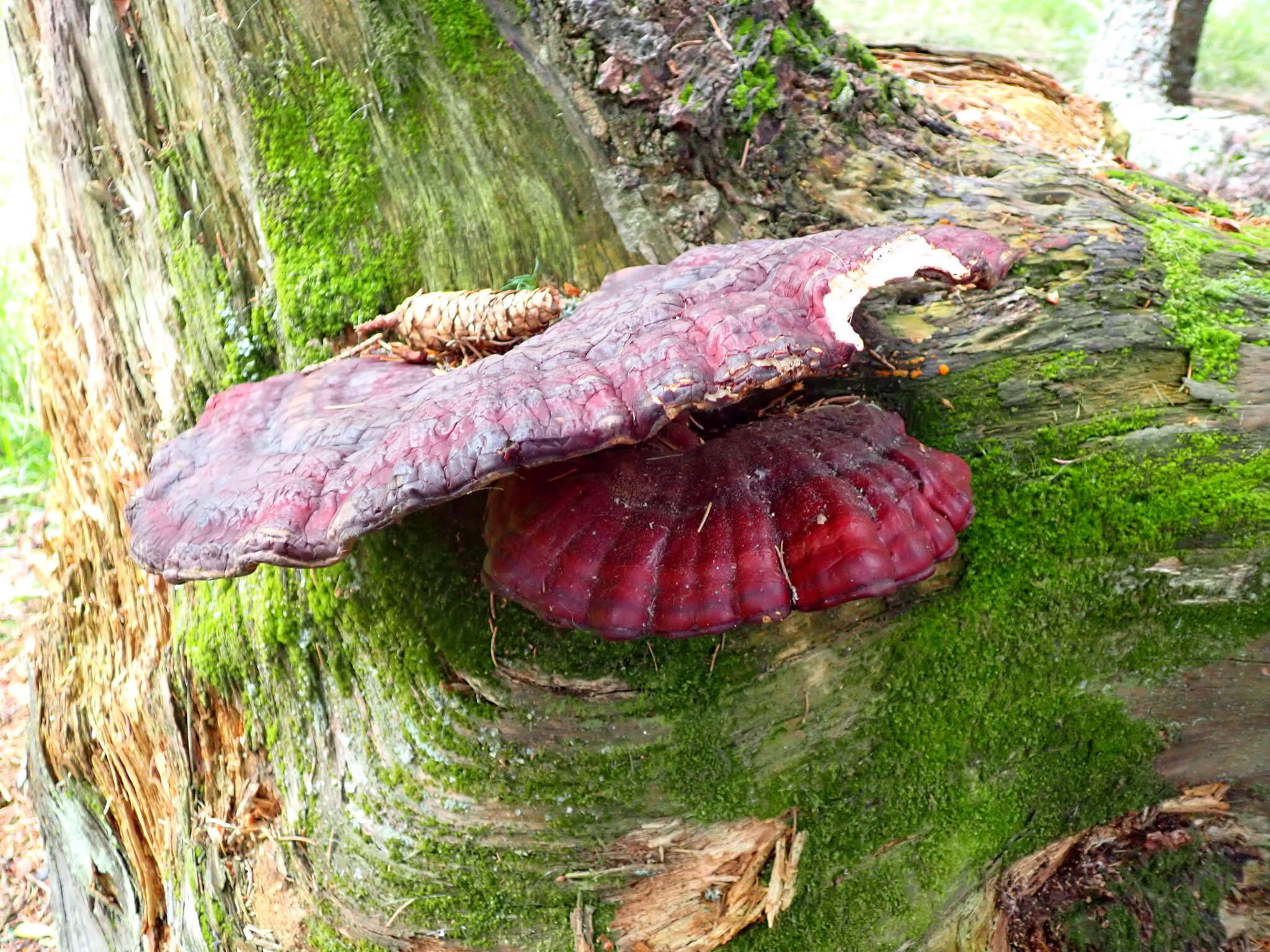 Image of Ganoderma valesiacum Boud. 1895