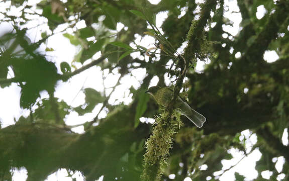 Image of Gray-tailed Piha