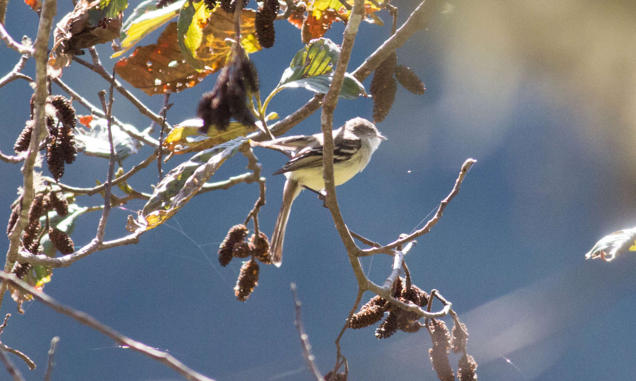 Image of White-banded Tyrannulet