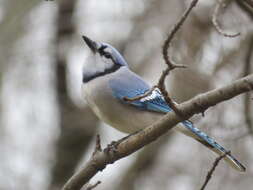 Image of Blue Jay