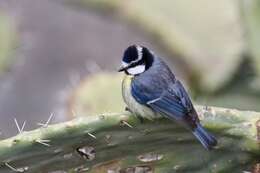 Image of African Blue Tit