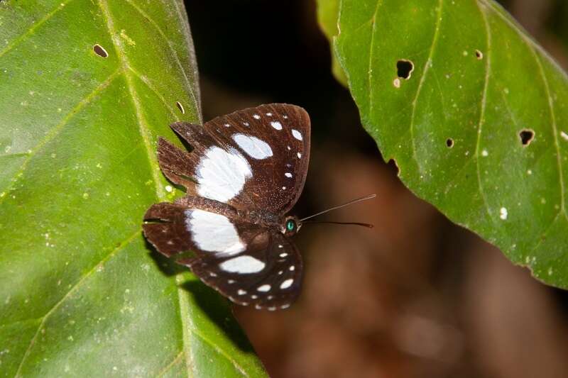 Image of Pantoporia venilia Linnaeus 1758