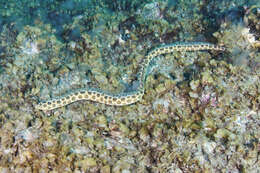 Image of Leopard Eel