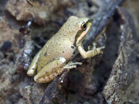 Image of Pseudacris sierra (Jameson, Mackey & Richmond 1966)