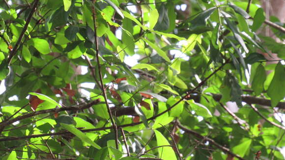 Image of Darlington Oak