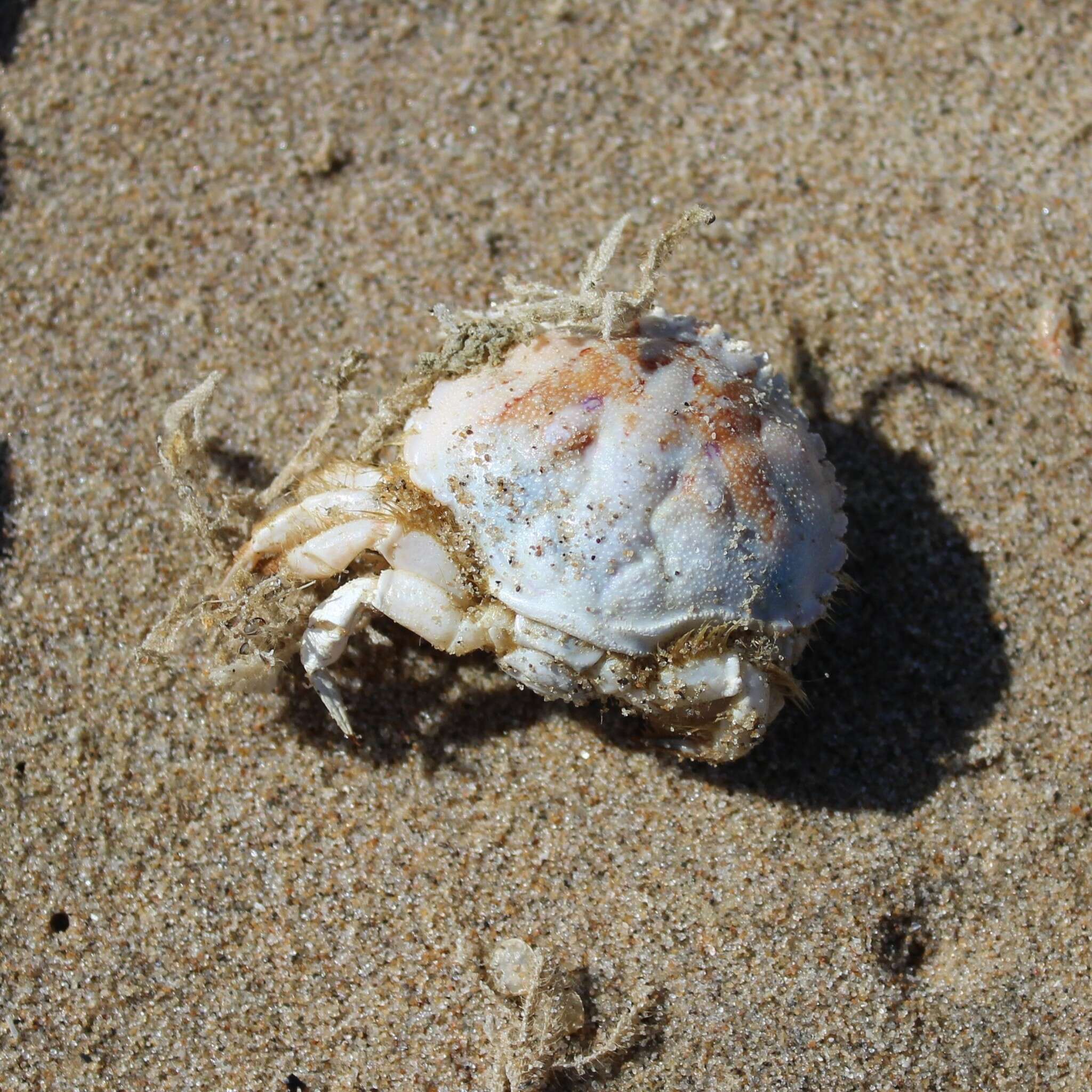 Image of Atelecyclus undecimdentatus (Herbst 1783)