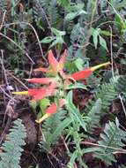 Image of Santa Catalina Indian paintbrush