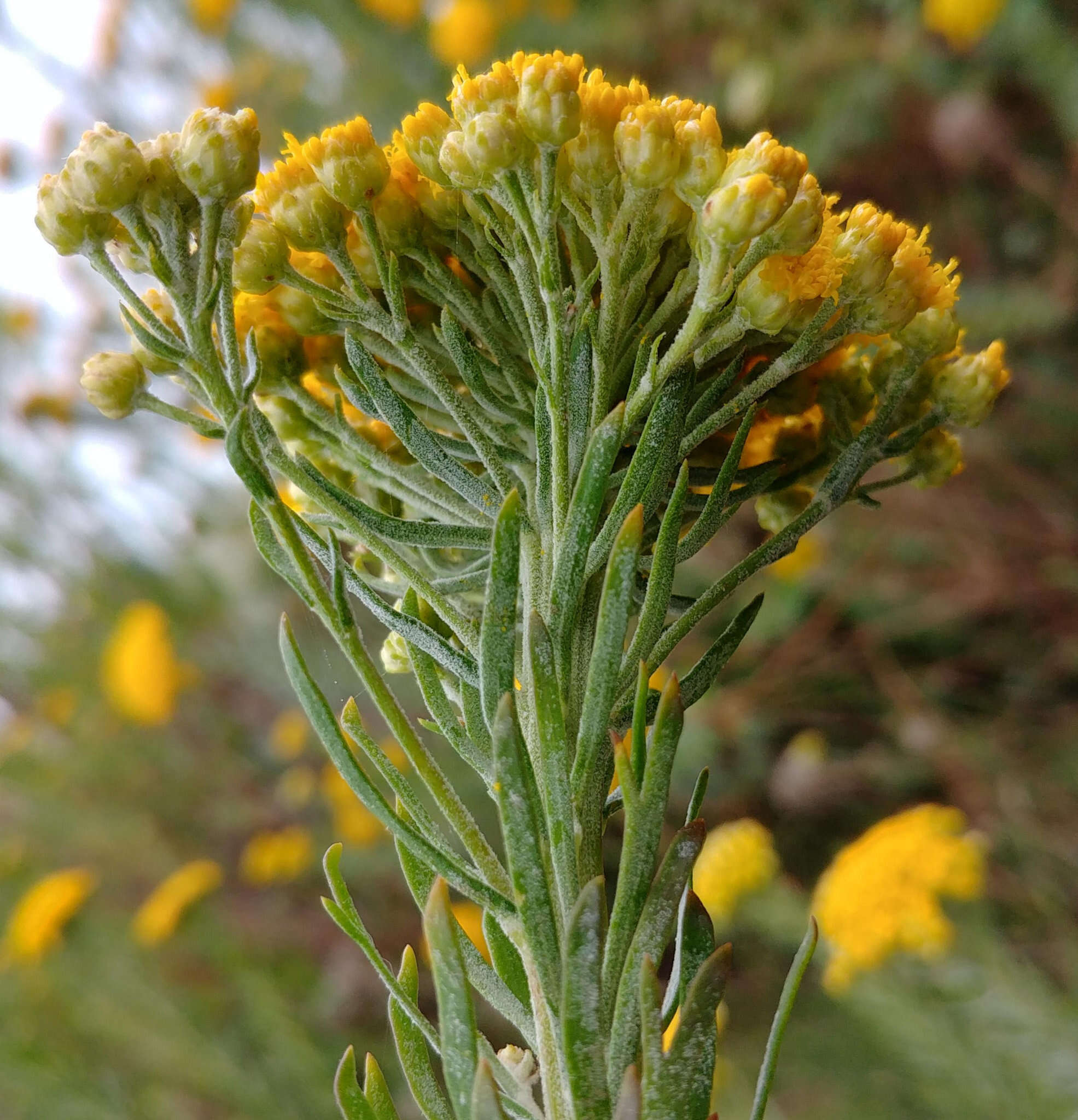 Image de Athanasia crithmifolia (L.) L.