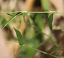 Image of Snake-root