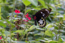 Слика од Ornithoptera tithonus de Haan 1840