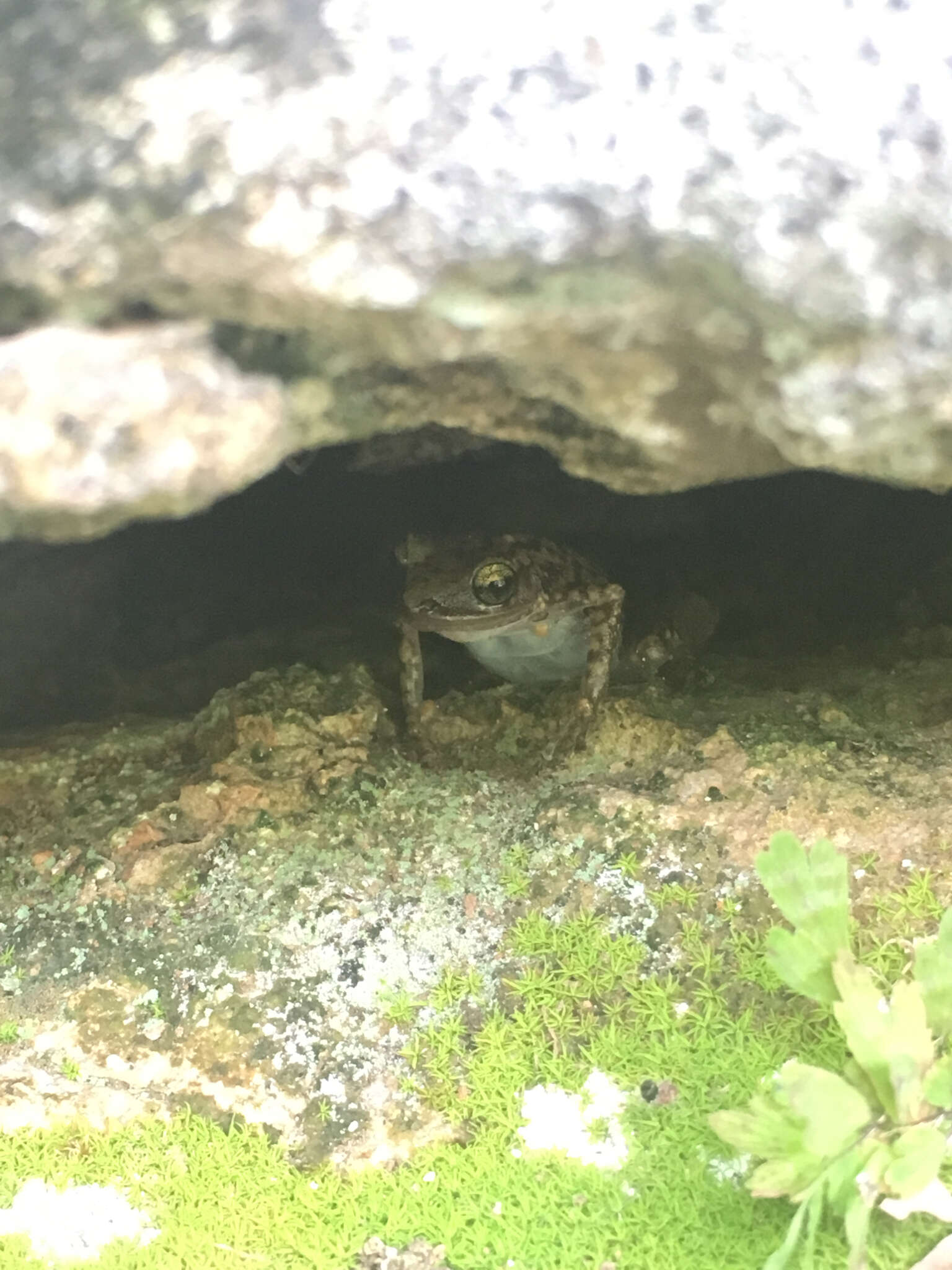Image of Cliff Chirping Frog