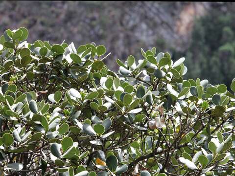 Image of Clusia multiflora Kunth