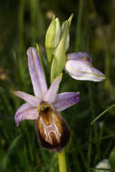 Image of Ophrys lycia Renz & Taubenheim