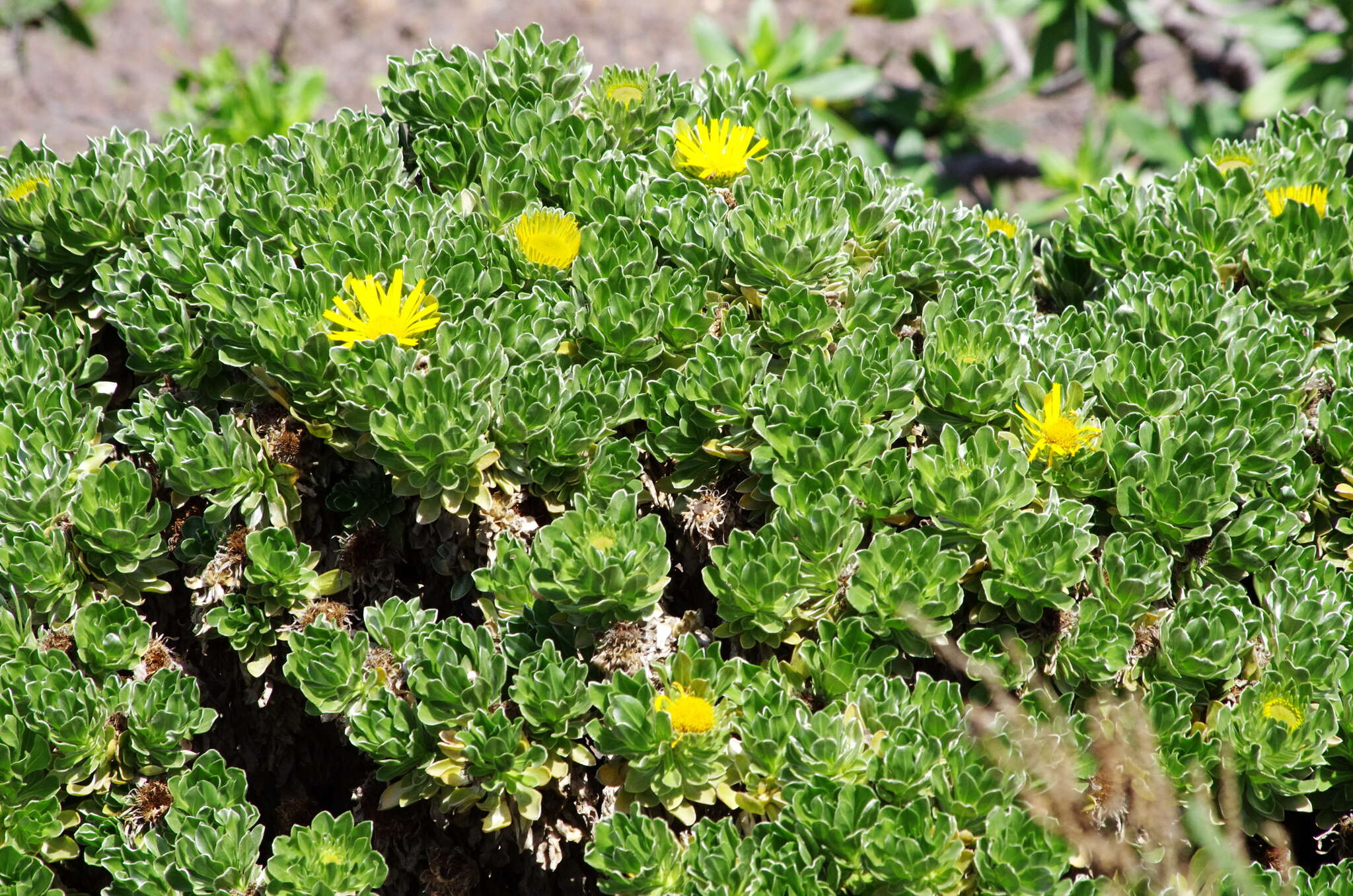 Image of Asteriscus sericeus (L. fil.) DC.