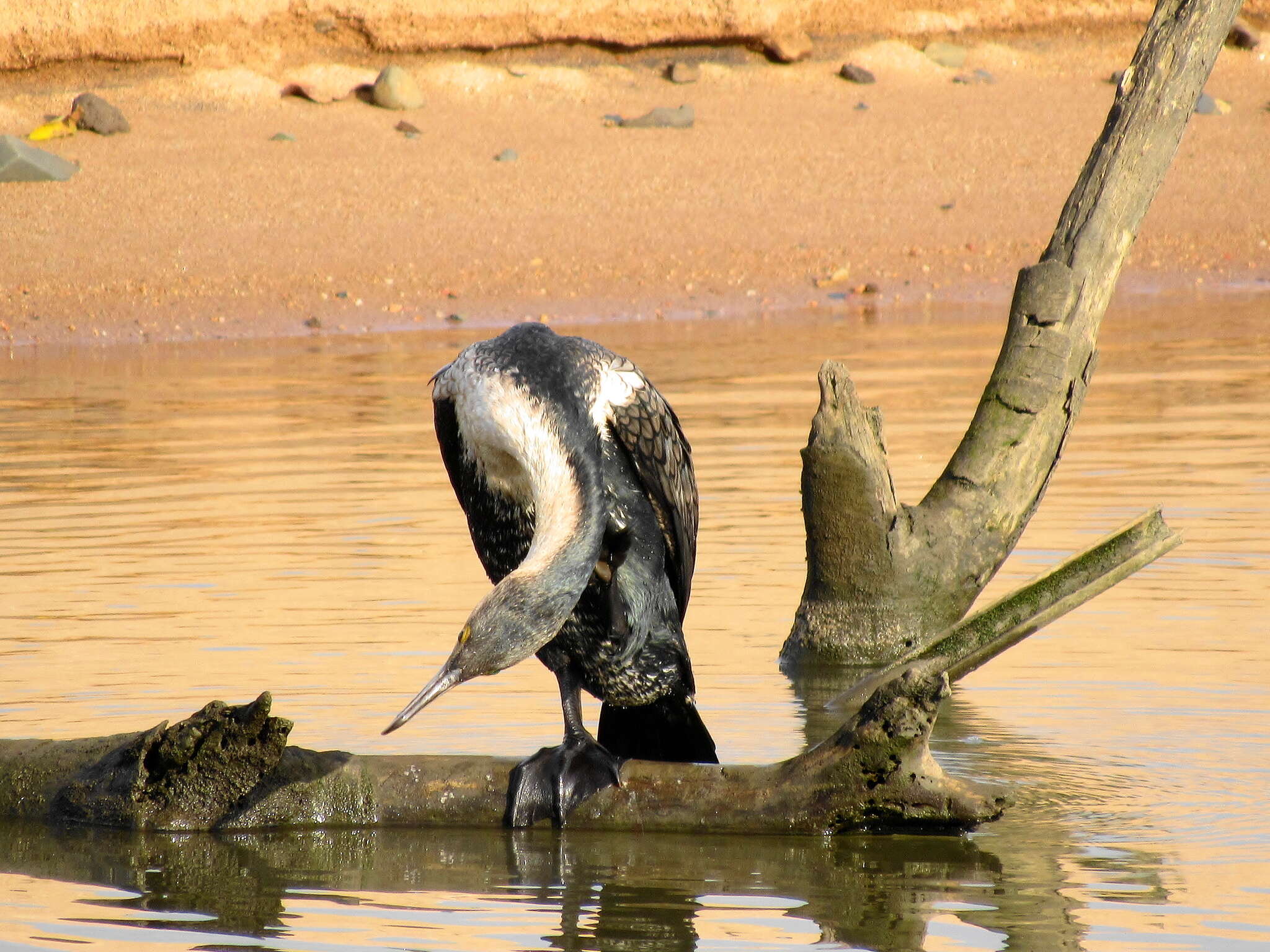 Image of Phalacrocorax carbo lucidus