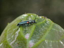 Image of Grammoptera militaris (Chevrolat 1855)