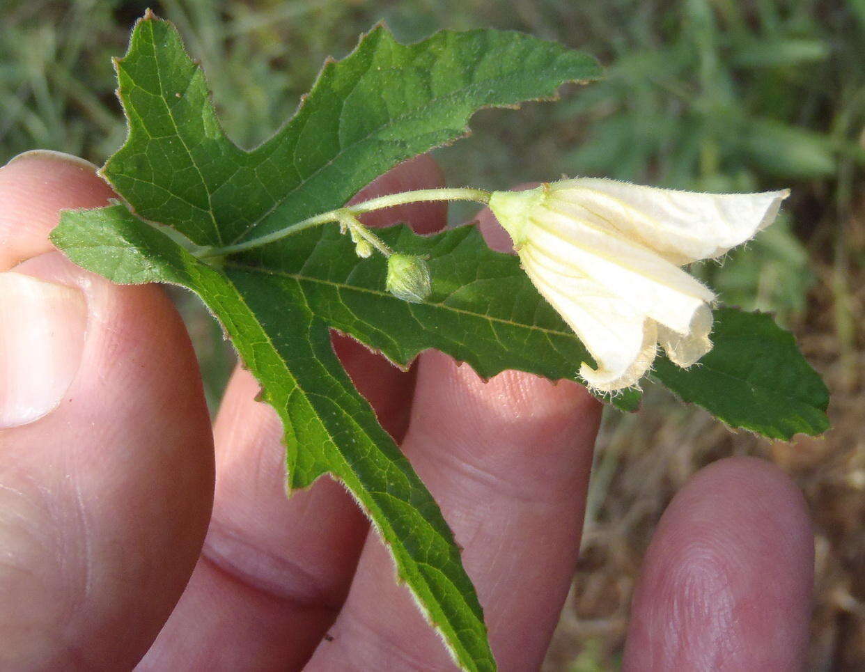 Image of Coccinia adoensis (A. Rich.) Cogn.